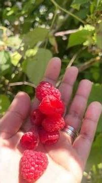 Raspberry Kando😍♥️ #youtubeshorts #macedonia #shorts