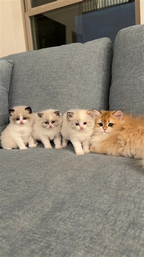 A recap on Princess Donut's first week in her new home | cute cats