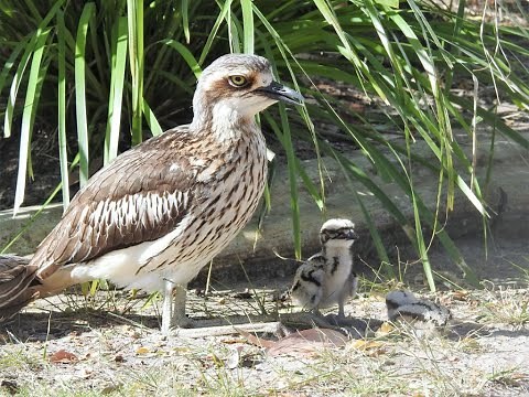 Tweed’s Curlew Coast – Living with Bush Stone-curlews