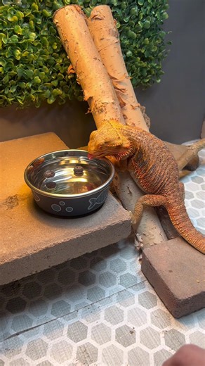 How to Get Your Bearded Dragon to Drink Water