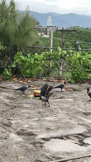 • “Even Crows Know Where the Party Is 🐦🍽️”