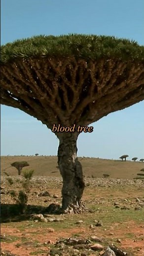 Dragon Blood Trees: Socotra's Umbrella-Shaped Wonders 🌳💉 #endemicspecies #rareflora #naturalheritage