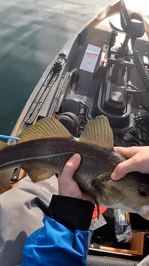 Kayak fishing for cod in Rhode Island! #fishing #cod #outdoorliving #adventure #kayaking | Fish RI