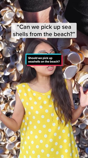 Should We Pick Up Seashells on the Beach? Learn the Impact on Ecosystem and Marine Life
