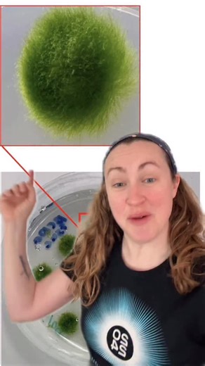 Ashley Christine on Instagram: "It had the hardest time with UV light Sources: 1. “Moss spores survive 9 months outside International Space Station” – Phys 2. “Japanese Experiment Module Kibo” – NASA (where the moss was kept) 3. “Extreme environmental tolerance and space survivability of the moss, Physcomitrium patens” – iScience (original paper) My sci-fi book “The Iron Dreamers” is now available everywhere books are sold! Enjoy the existential crisis #math #mathematics #maths #science #physics