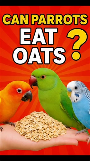 Feathery Babies on Instagram: "Oats make a healthy and tasty treat for parrots! 🦜🌾 Perfect for Sun Conures, Ringnecks, and Budgies when served plain and natural. 🥣💚 A little bowl of oats = a lot of happy chirps! ✨ #FeatheryBabies #ParrotCareTips #SunConure #IndianRingneck #Budgie#ParrotDiet #PetBirds #oatsforpetbirds #Petsreel #birdsofinsthagram #birdwatching"