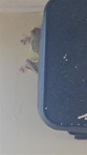 simsimma (@1simsimma)’s videos with sonido original - Amala