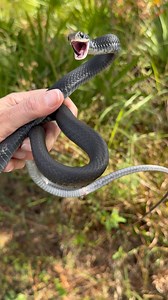 Release of Southern Black Racer #2! Finally healed up after being entangled in loose pieces of duct tape on a HVAC pipe, this very defensive young fella finally got to go free after a few weeks of rest and treatment. He had lost some skin from struggling during his entanglement, but he healed up nicely! Best of luck to him! | Florida Native Snake Rehabilitation & Rescue