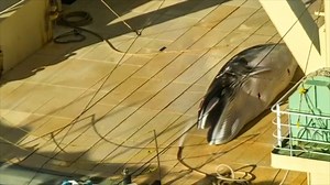 Japan caught with dead whale on ship; accused of whale hunting