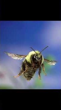 Arctic Bumblebee #animalfacts #animals #bees #bugs #bumblebee #arctic #arcticbumblebee #entomology