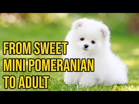From Sweet Mini Pomeranian To Adult, All About This Dog Breed