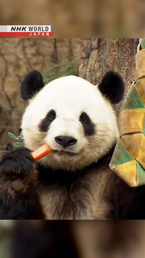 41K views · 581 reactions | Panda-monium Hits Tokyo's Ueno Zoo | NHK WORLD-JAPAN | Facebook
