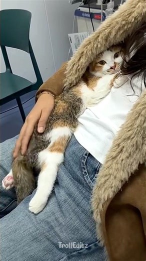 The Bond Between Cats and Humans 🥹 #cat #catvideos