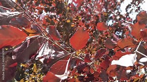 Slow motion movement of the branches and leaves of a copper beech tree on a bright sun Stock Video
