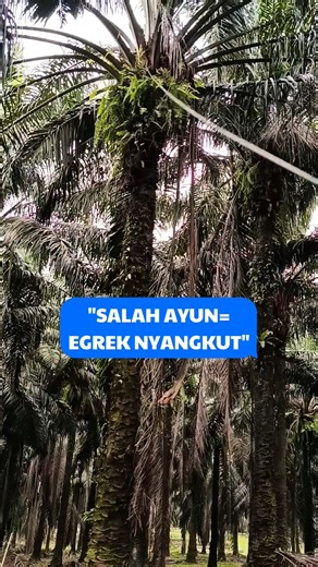 👉90% of Palm Oil Harvesters Still Make the Wrong First Swing!