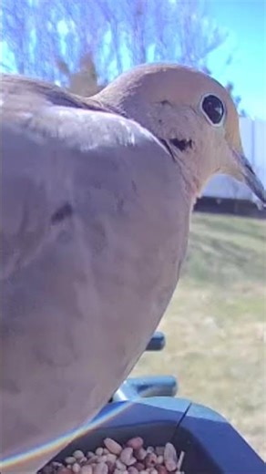 Big Poppa of the Bird Feeder 🕊️ | Mourning Dove Just Vibin’