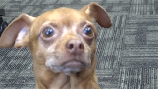 Houston dog missing for 5 years found 1,000 miles away thanks to microchip