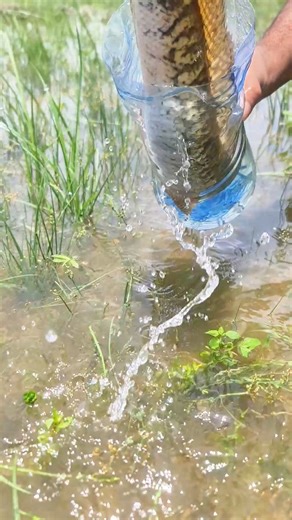 99K views · 136 reactions | Best bottle trap to catch big snakehead fish #fish #fishinglife #fishing #reels | Fishy Story | Facebook