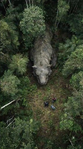 Drone Captures Enormous Beast Moving Through Indonesian Jungle Canopy