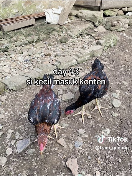 Olahan Ayam Pakhoy Mangon: Rekomendasi Enak dan Sehat