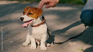 Man caresses Jack Russell Terrier sharing moment of affection. Man strokes Jack Russell Terrier strengthening bond during walk. Male owner shows love for Jack Russell Terrier by caressing dog
