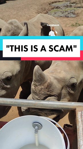 Saving the Northern White Rhinos: A Rhinoceros Conservation Effort