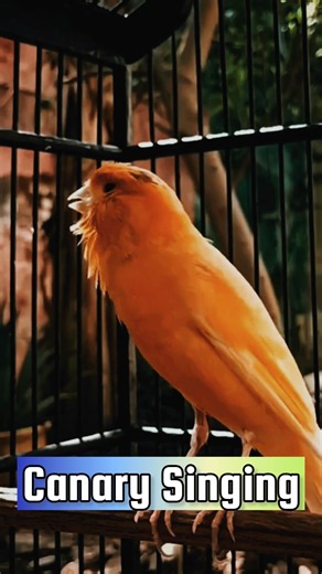 CANARY SINGING TRAINING #Canary #kanarie #kanarienvogel #bird #animal #vogel