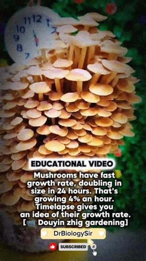 Mushrooms show a fast growth rate, doubling in size in 24 hours #mushrooms, #fungi#nature#growth