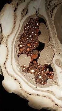 Hidden Blood Vessels Found in T. rex Fossil—A 66-Million-Year-Old Secret