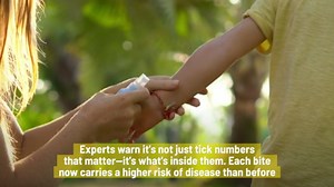 Tick Numbers Are Steady, But Disease Risk Is Rising