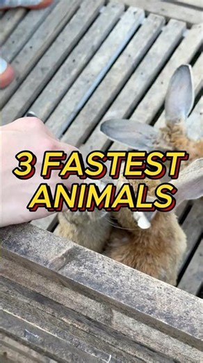 3 Animals Faster Than a Supercar!
