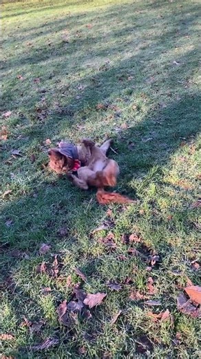 Cockapoo Billy. @DogtrainersUK