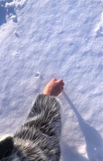 Creative Drawing Techniques for Pig Illustrations