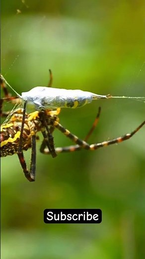 “Nature’s Hunter: Spider Wrapping Its Prey in Silk | Mesmerizing Close-Up#NatureInAction #SpiderLife