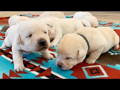 Labrador Puppies, 14 Days Old!!