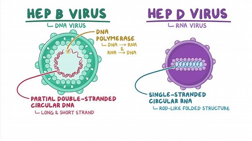 Video: Hepatitis B and Hepatitis D virus - Video Explanation! | Osmosis | Osmosis