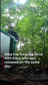 Alba is back in the wild. ❤️️ She's the world's only recorded albino orangutan, and she was discovered in 2017 in a desperate state. bbc.in/2ECIE8p | BBC News