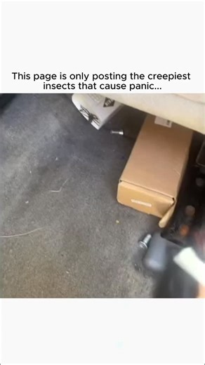 Insect Panic on Instagram: "@insectpanic - here epic bug encounters and see how people react when insects catch them off guard. 🦟🪳 #panic #insect #react"