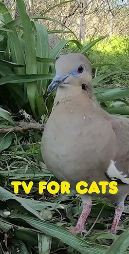 ⭐Relaxing Cat TV, Birds and Nature TV, Best Cat TV, Calming Nature Sounds for Cats to Watch #cattv