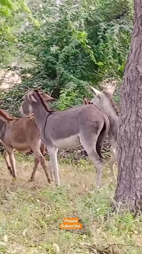 Donkey cry animals villages #donkeys #donkeykong #donkey #animals #bigdonkey #jungel #Donkey #Village #animal #animals #nature #pet #cute #wildlife #love #dog #pets #photography #cat #cats #naturephotography #instagram #photooftheday #dogs #animallovers #instagood #wildlifephotography #art #animalphotography #of #dogsofinstagram #petstagram #bird #catsofinstagram #puppy #birds #animalsofinstagram | Animals lifedesert