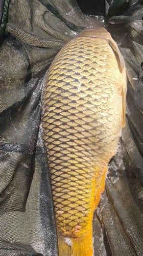 #shorts, #subscribe, #fishing, #fish, #shortvideo, #video, #photography, #viral, #nature, #newvideo,