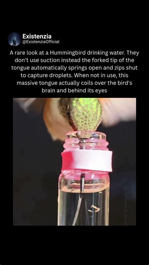 A Hummingbird’s Tongue Works Like a Living Spring