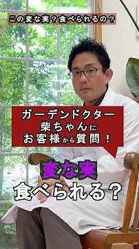 この変な実は食べられる?イヌマキの実を食べてみた #garden #エクステリア #食べてみた