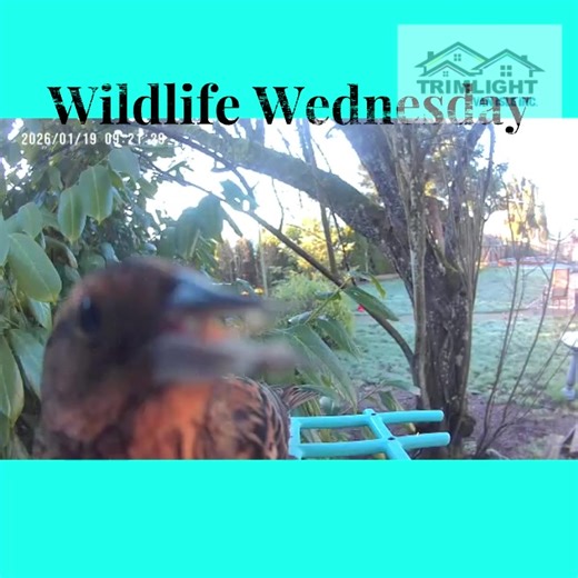 🐦‍⬛Wildlife Wednesday • Yup, the bird feeder again! TRIMLIGHTVANISLE.CA https://www.trimlightvanisle.ca/ TVI Home Services https://www.trimlightvanisle.ca/ HomeServices Serving Vancouver Island! Permanent Programmable Lighting Roof/Gutter/Window/Driveway Washing And More! #wildlifewednesday #trimlightvanisle #vanisle #vancouverisland