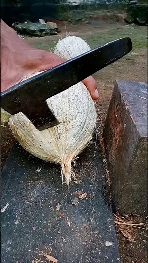 hybrid coconut | removing coconut meat from shell