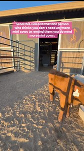 We don’t make the rules 🤷🏼‍♀️🐮 Register to bid at our next mini cow auction here: https://bit.ly/3Juw6Ai | Bougie Cattle Company