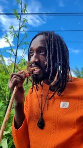 Wild Ginger Root: Nature’s Secret for Inflammation, Digestion & Pain Relief 🌱💥 Did you know this powerful root has been used for centuries to calm nausea, fight inflammation, soothe menstrual cramps, and even relieve pain naturally? 🔥 From easing gut issues to supporting circulation, wild ginger is a hidden gem in herbal medicine that deserves the spotlight. 💚 ➡️ Add it to your wellness routine and experience the difference for yourself! #WildGingerRoot #HerbalHealing #NaturalPainRelief #Dig