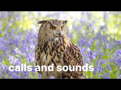 Eastern Screech Owl Calls and Sounds - Identify by Listening!