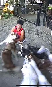 Matinding away na nman | Husky Pack TV Vlogs