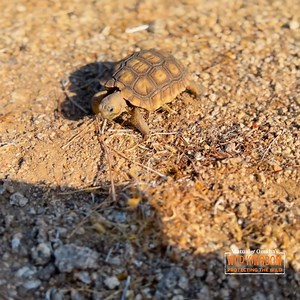 108 reactions · 14 shares | Did you know the Mojave desert tortoise...